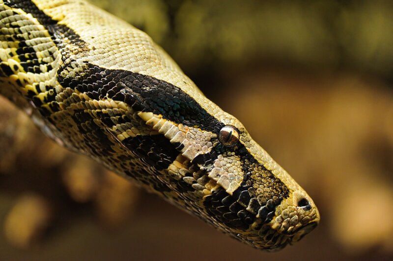 Close-up of Snake Head — Yellow, Natural