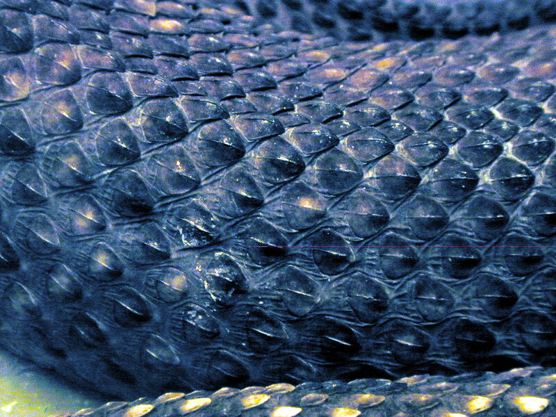 close-up of snake scales