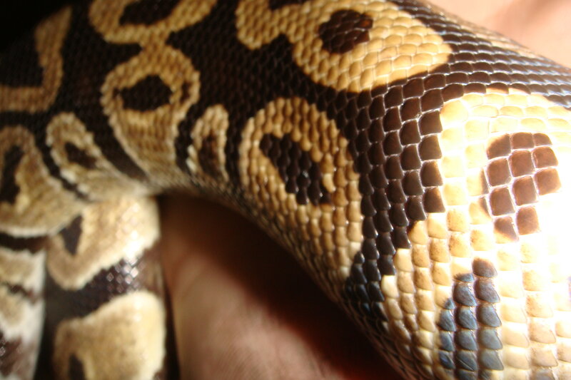 close-up of snake scales