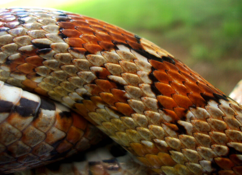 close-up of snake scales