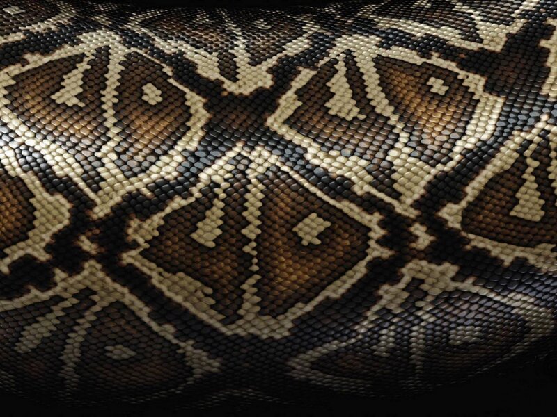 close-up of snake scales
