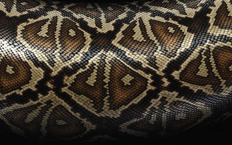 close-up of snake scales