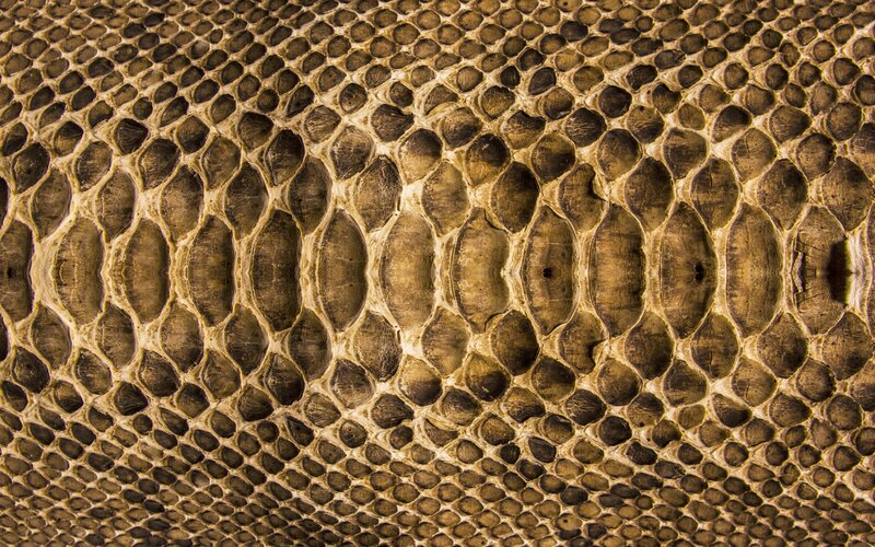 Close-up of Snake Scales — Brown, Textured, Photograph