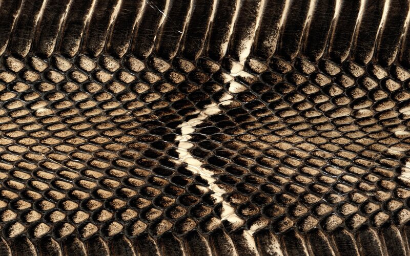Close-up of Snake Scales — Brown, Textured
