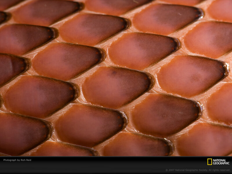Close-up of Snake Scales — Brown