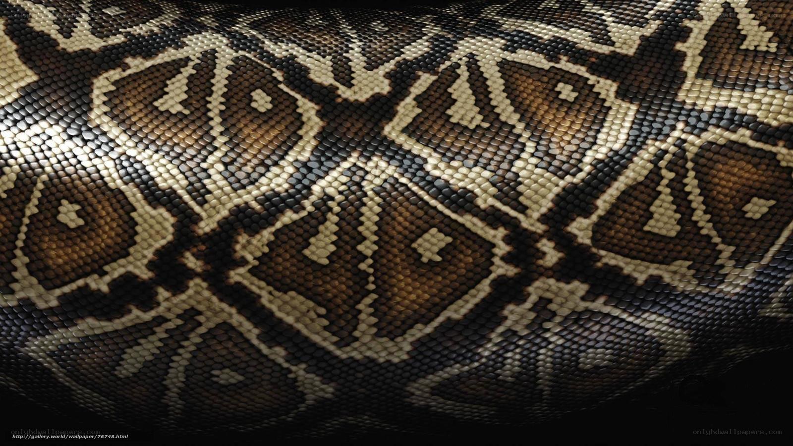 close-up of snake scales