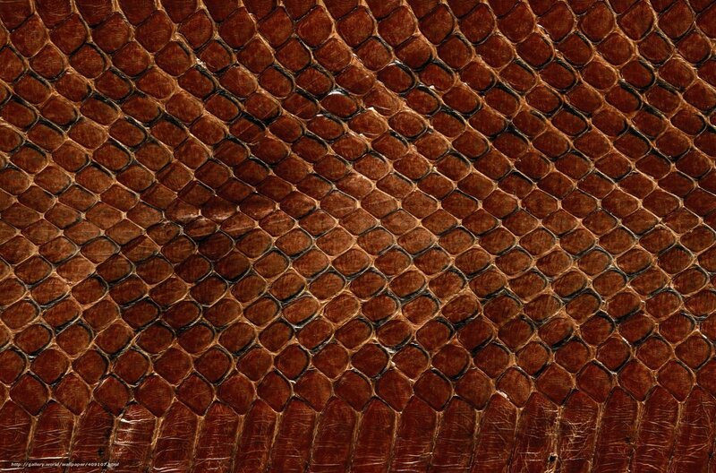 Close-up of Snake Skin — Brown, Textured