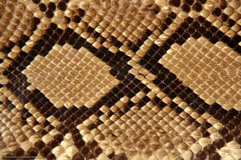 Close-up of Snake Skin — Brown