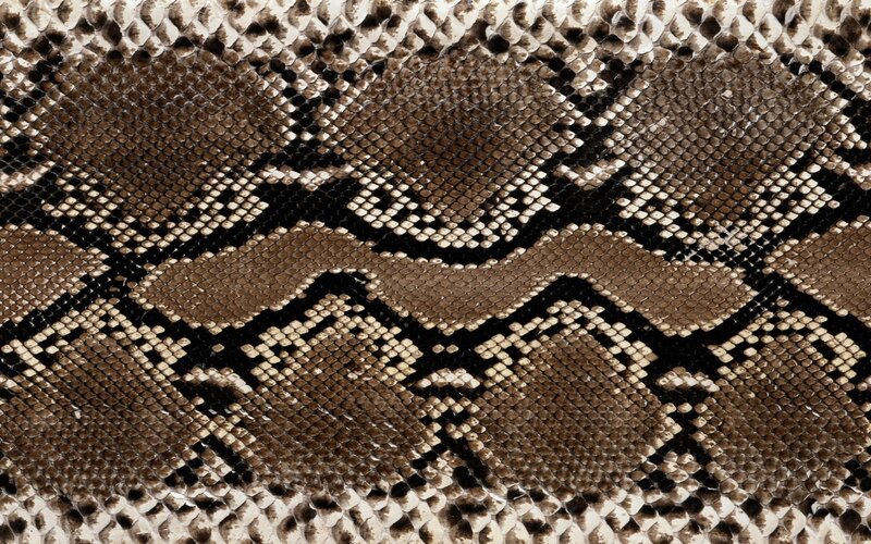 close-up of snake skin pattern