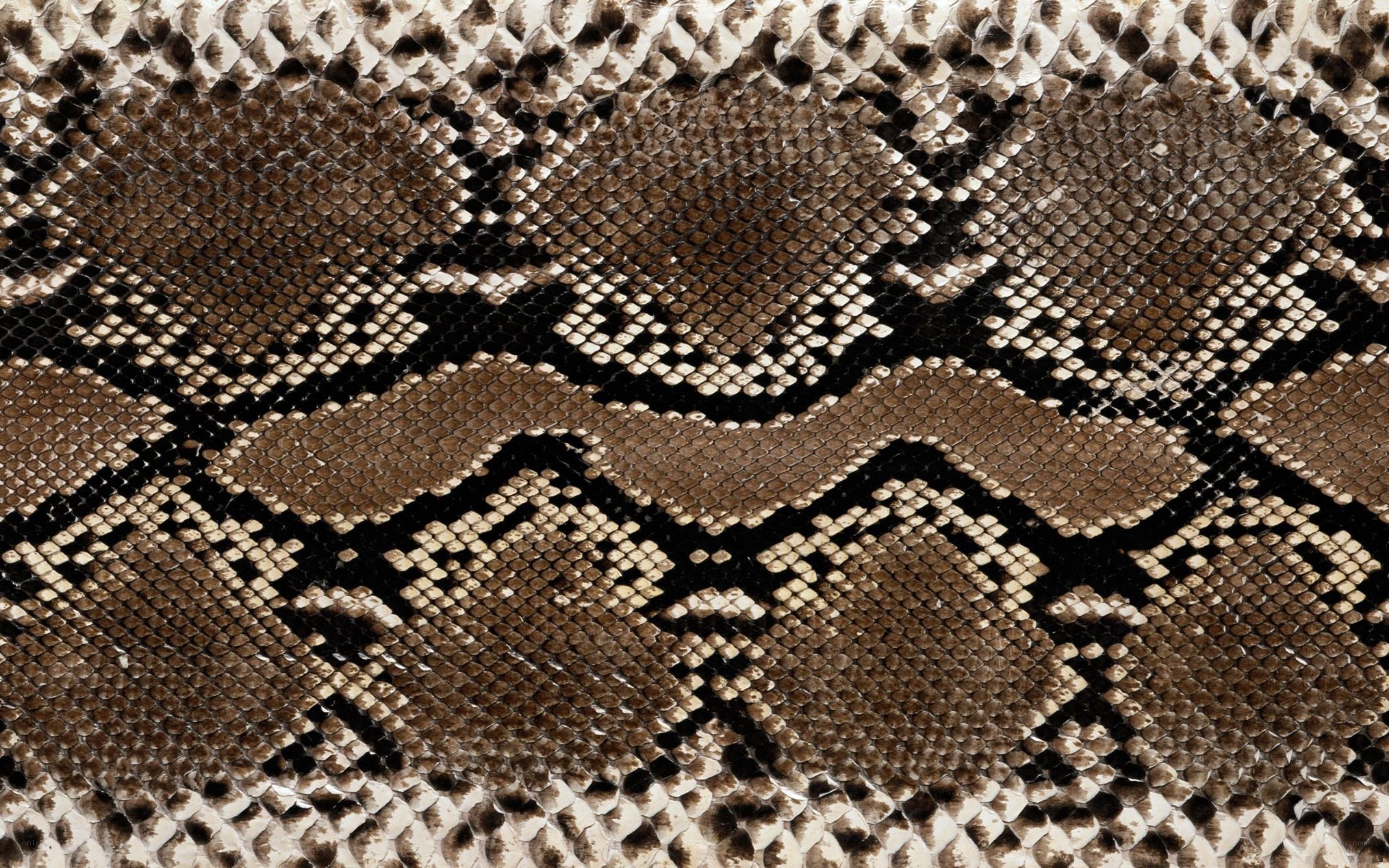 close-up of snake skin pattern