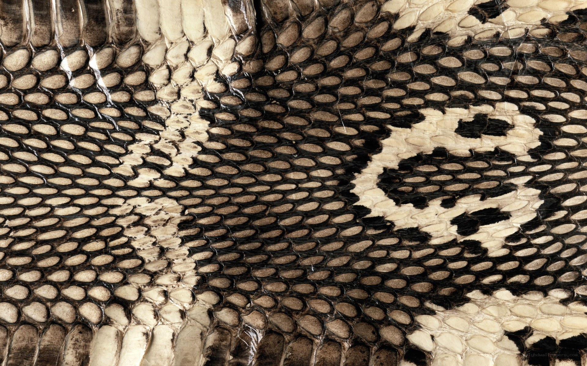close-up of snake skin pattern
