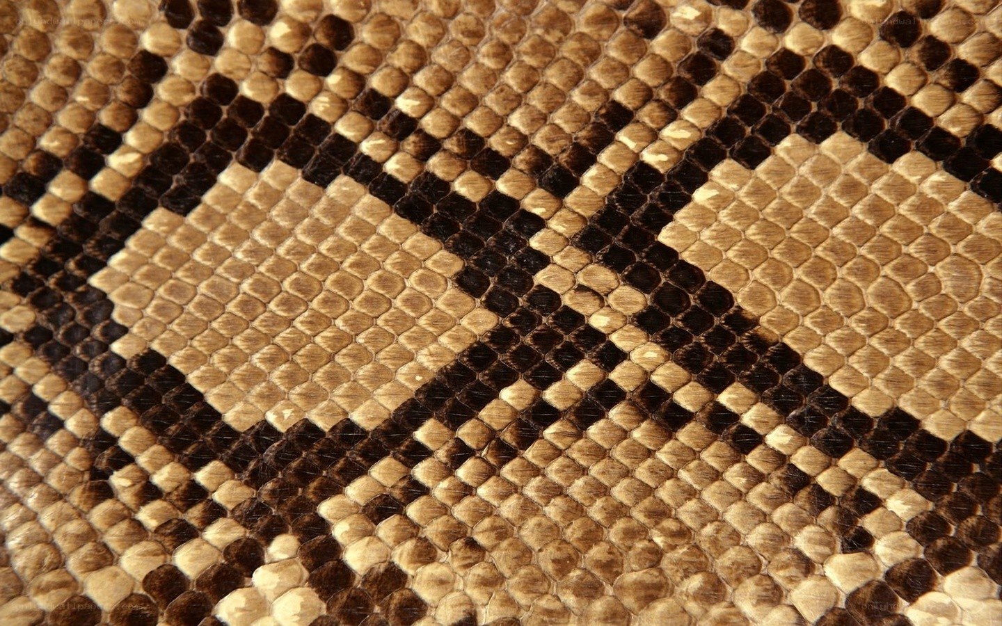 close-up of snake skin pattern