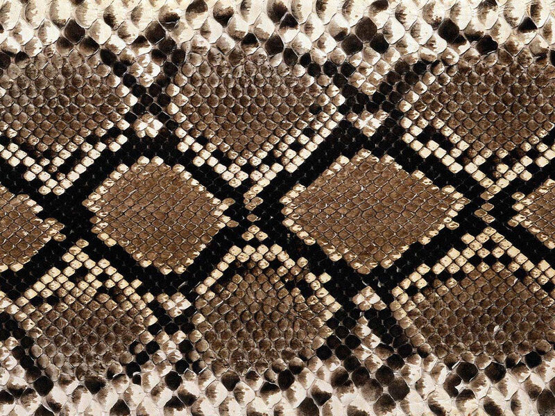 close-up of snake skin pattern