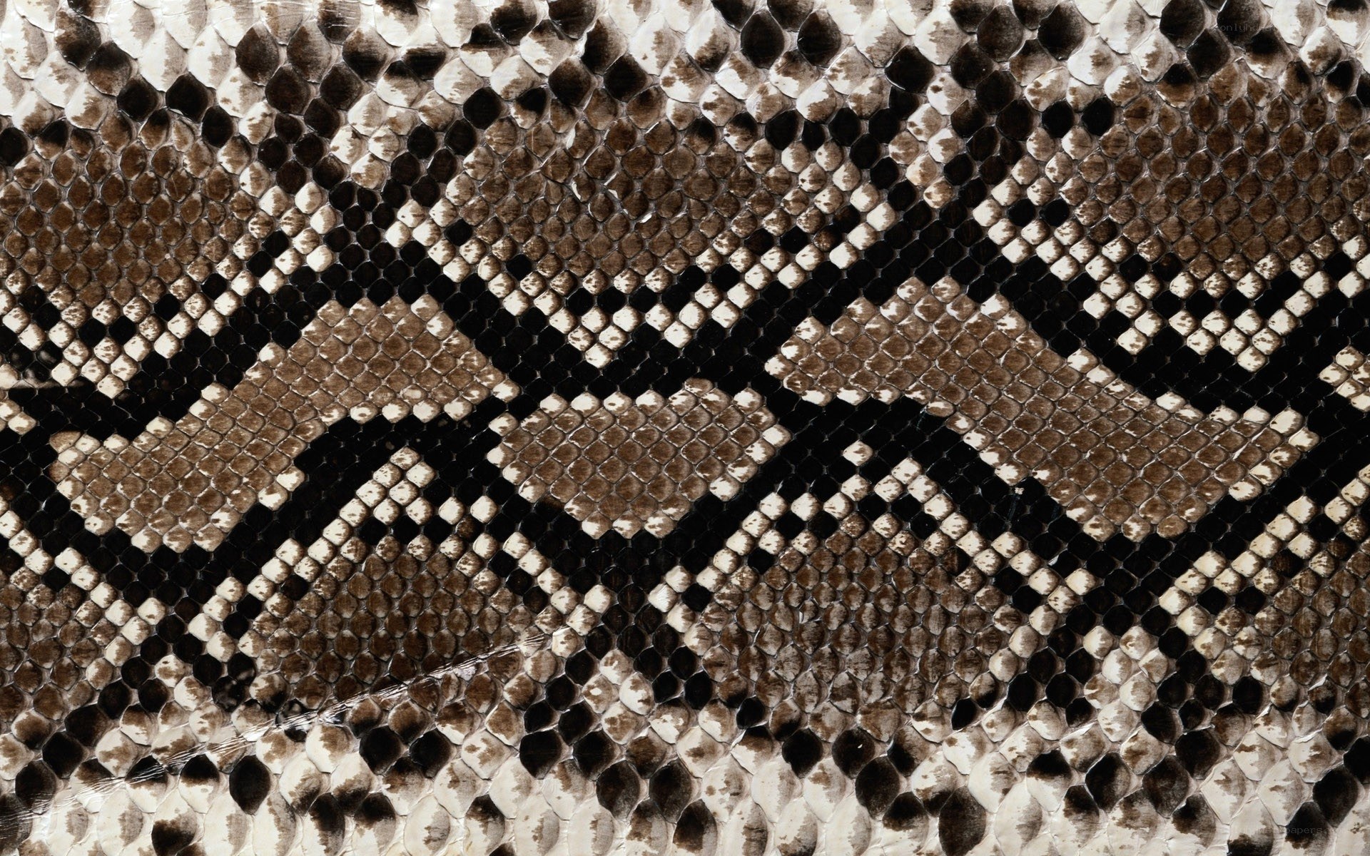 close-up of snake skin pattern