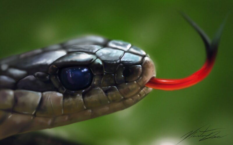 close-up of snake with red tongue