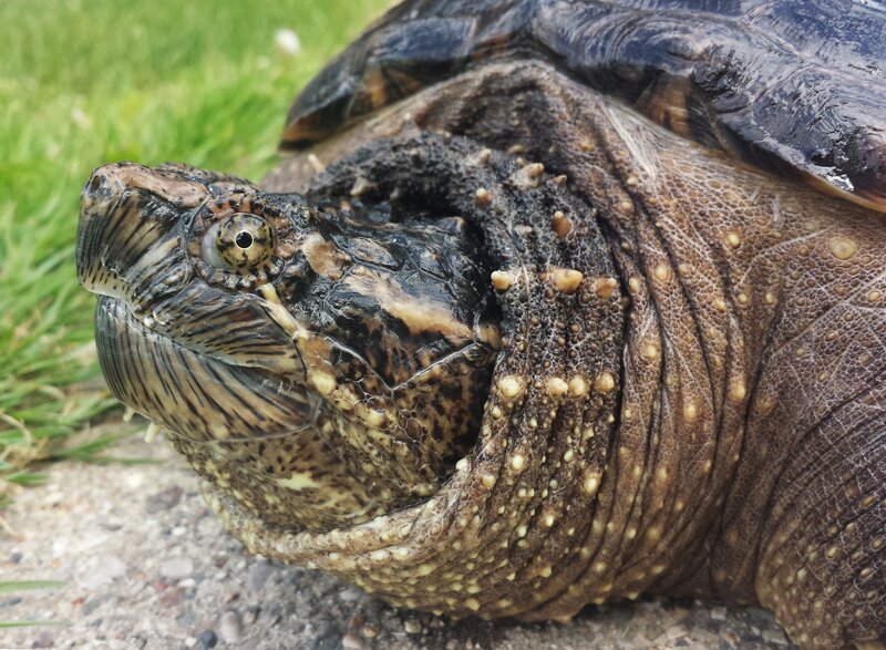 Close-up of Snapping Turtle