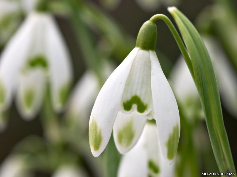 Close-up of snowdrop flowers