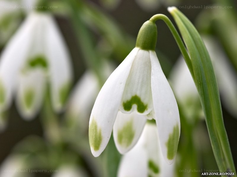 Close-up of snowdrop flowers