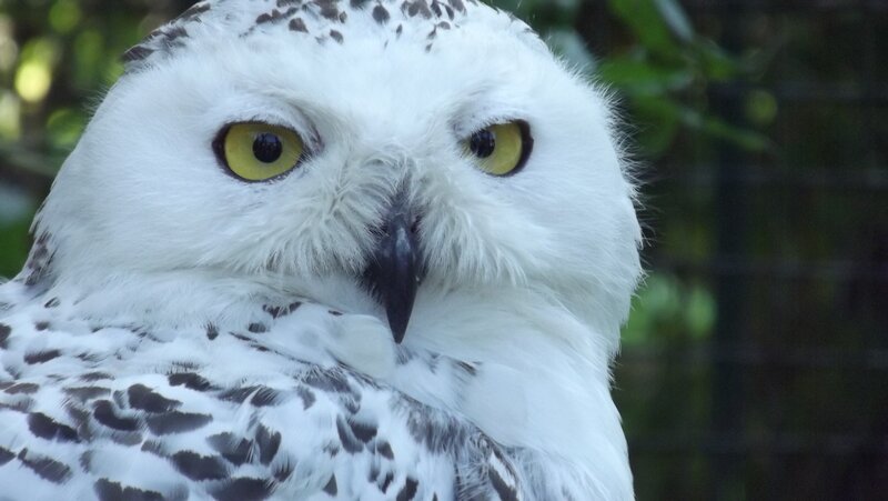 close-up of snowy owl