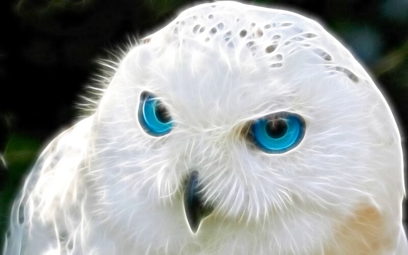 close-up of snowy owl