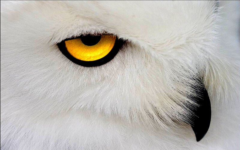 close-up of snowy owl eye