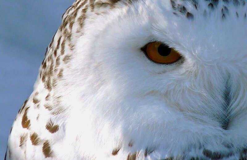 Close-up of snowy owl eye