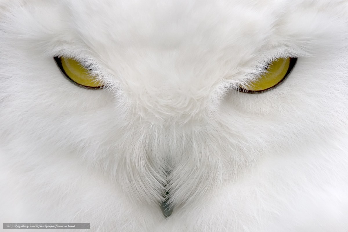 Close-up of snowy owl eyes
