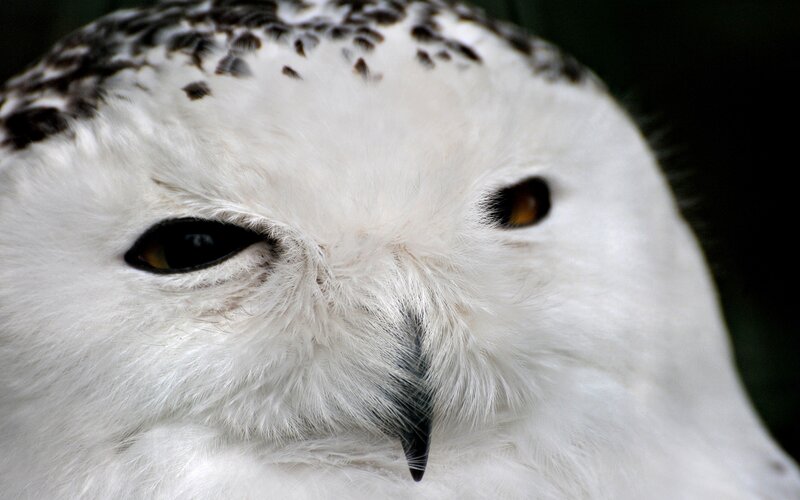 close-up of snowy owl face