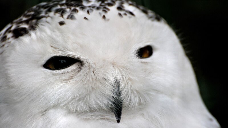 close-up of snowy owl face