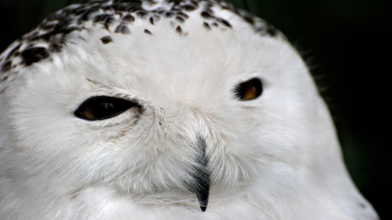 close-up of snowy owl face