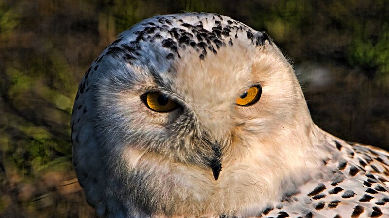 close-up of snowy owl