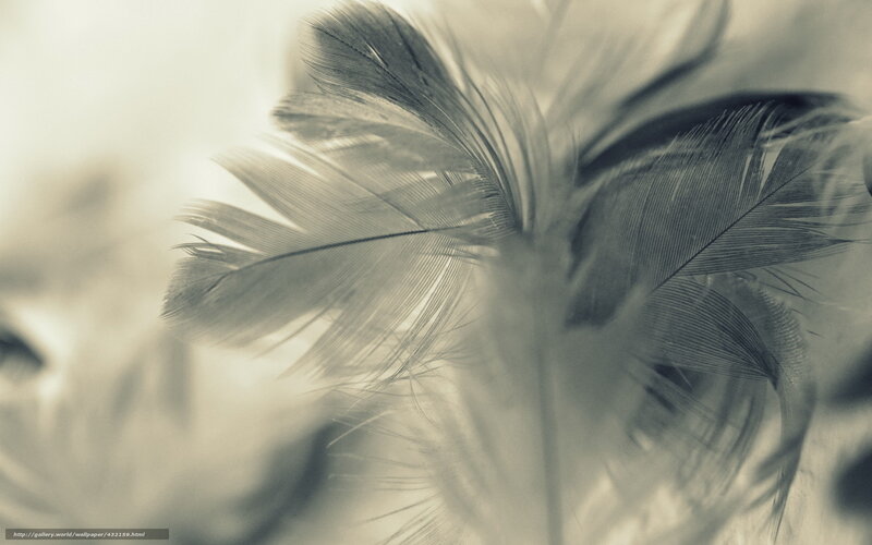 Close-up of soft feathers