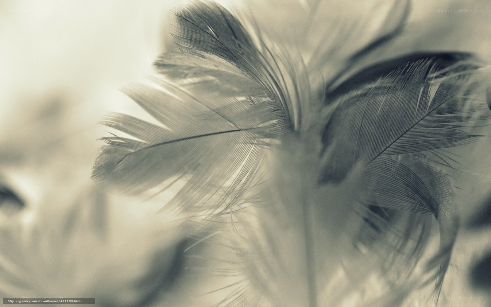 Close-up of soft feathers