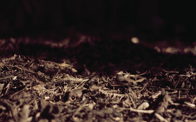 close-up of soil and mulch