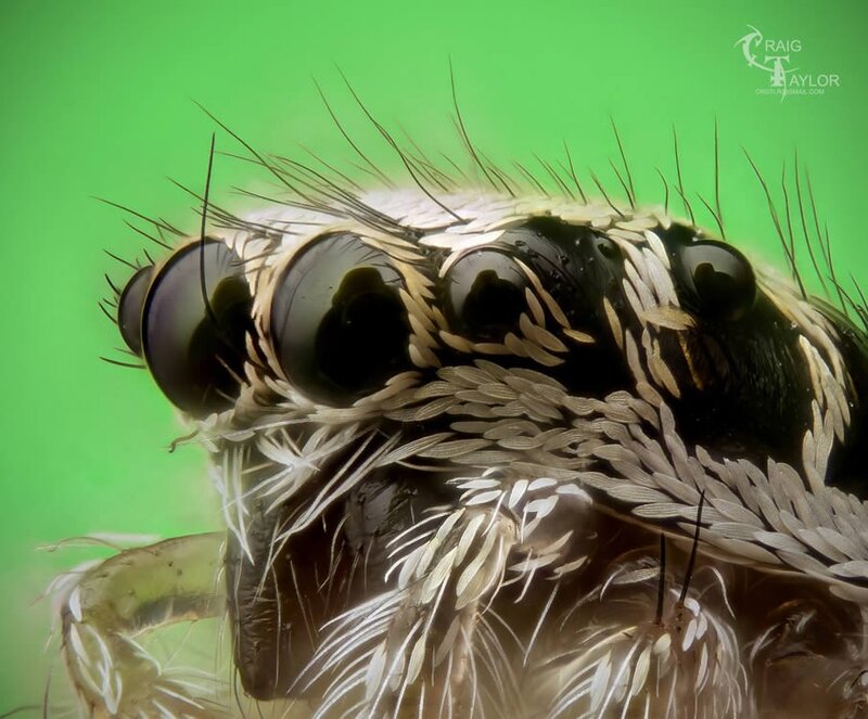 close-up of spider eyes