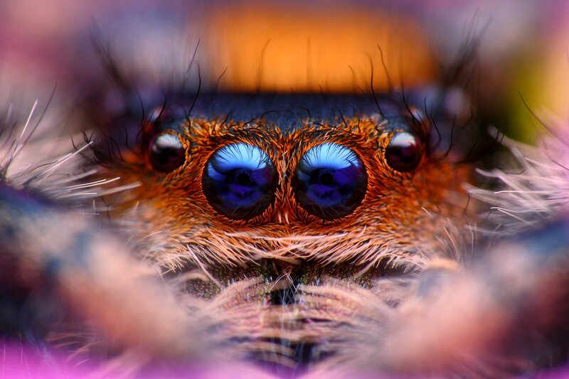 Close-up of Spider Eyes — Blue