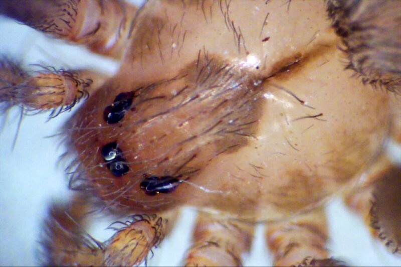 close-up of spider eyes