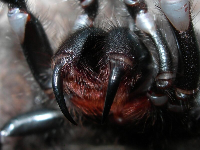 close-up of spider fangs