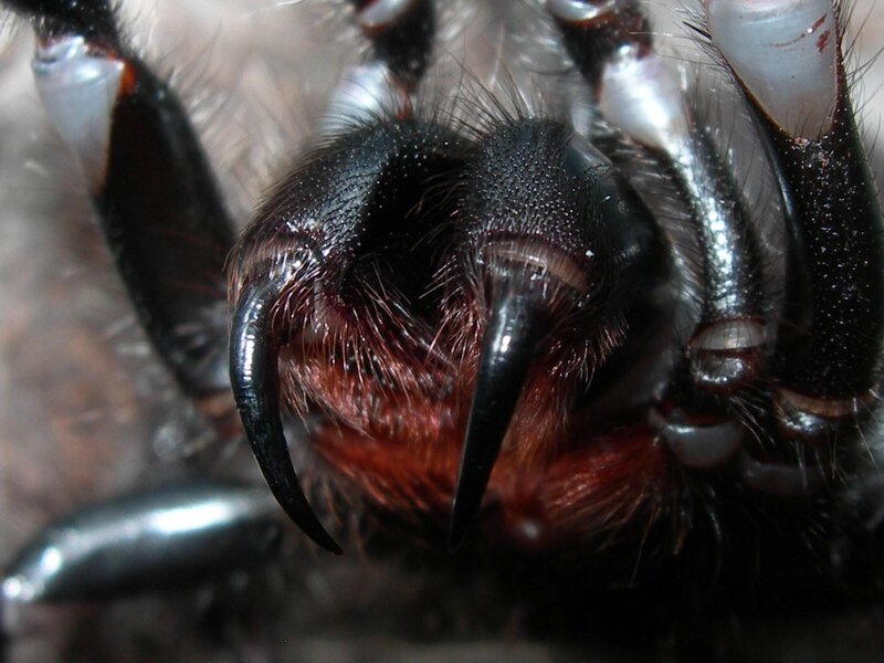Close-up of Spider Fangs — Black