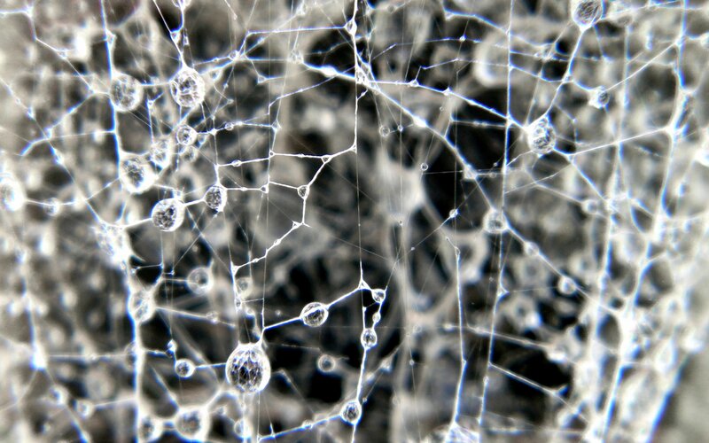 close-up of spider web with dew