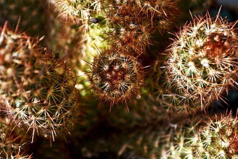 Close-up of spiky cacti