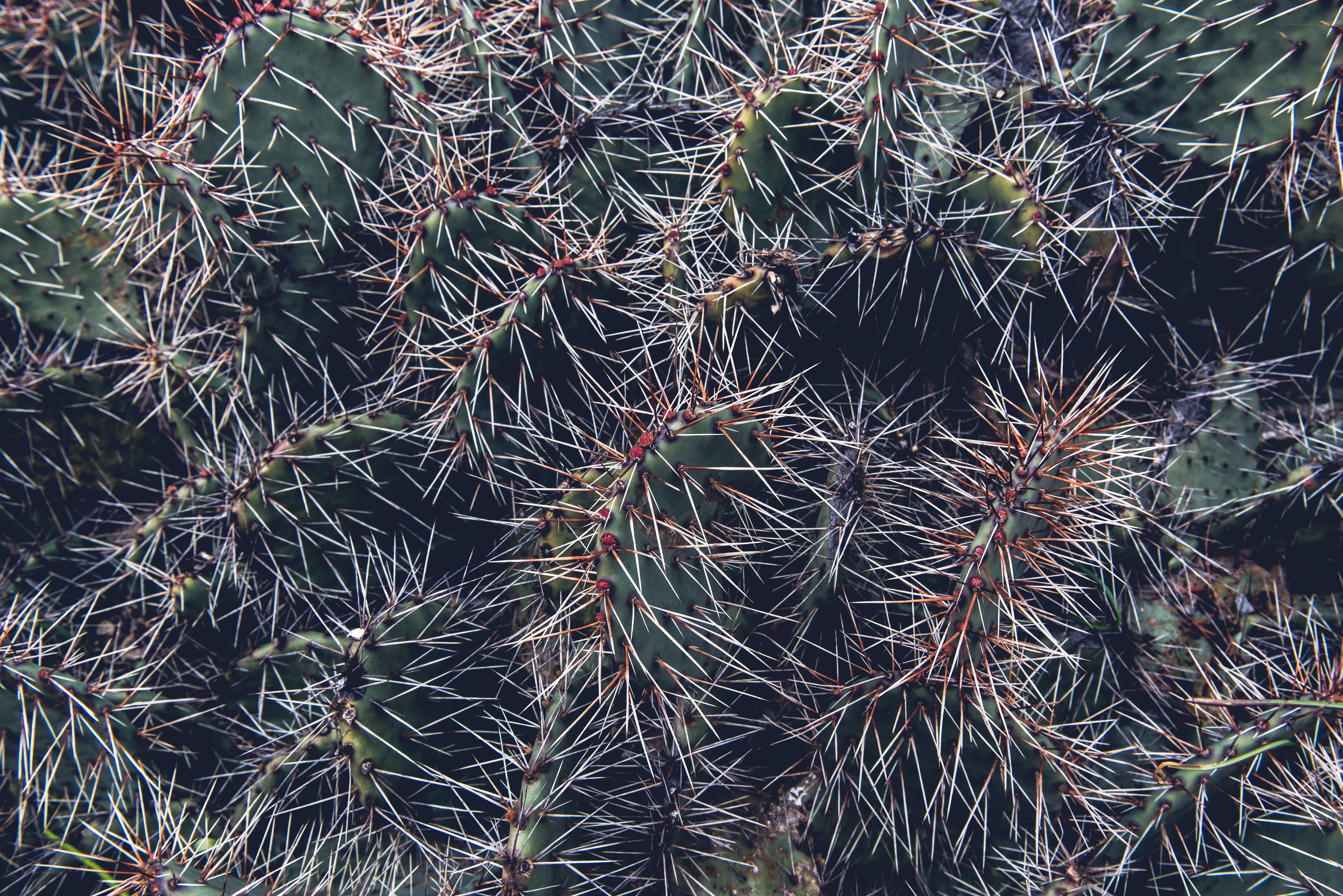Close-up of spiky cactus pads