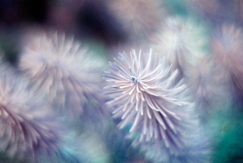 Close-up of Spiky Flower