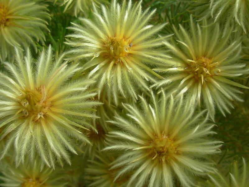 Close-up of spiky flowers