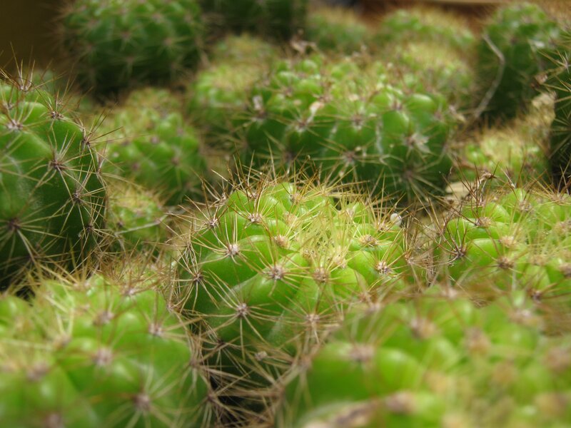 Close-up of spiky green cacti