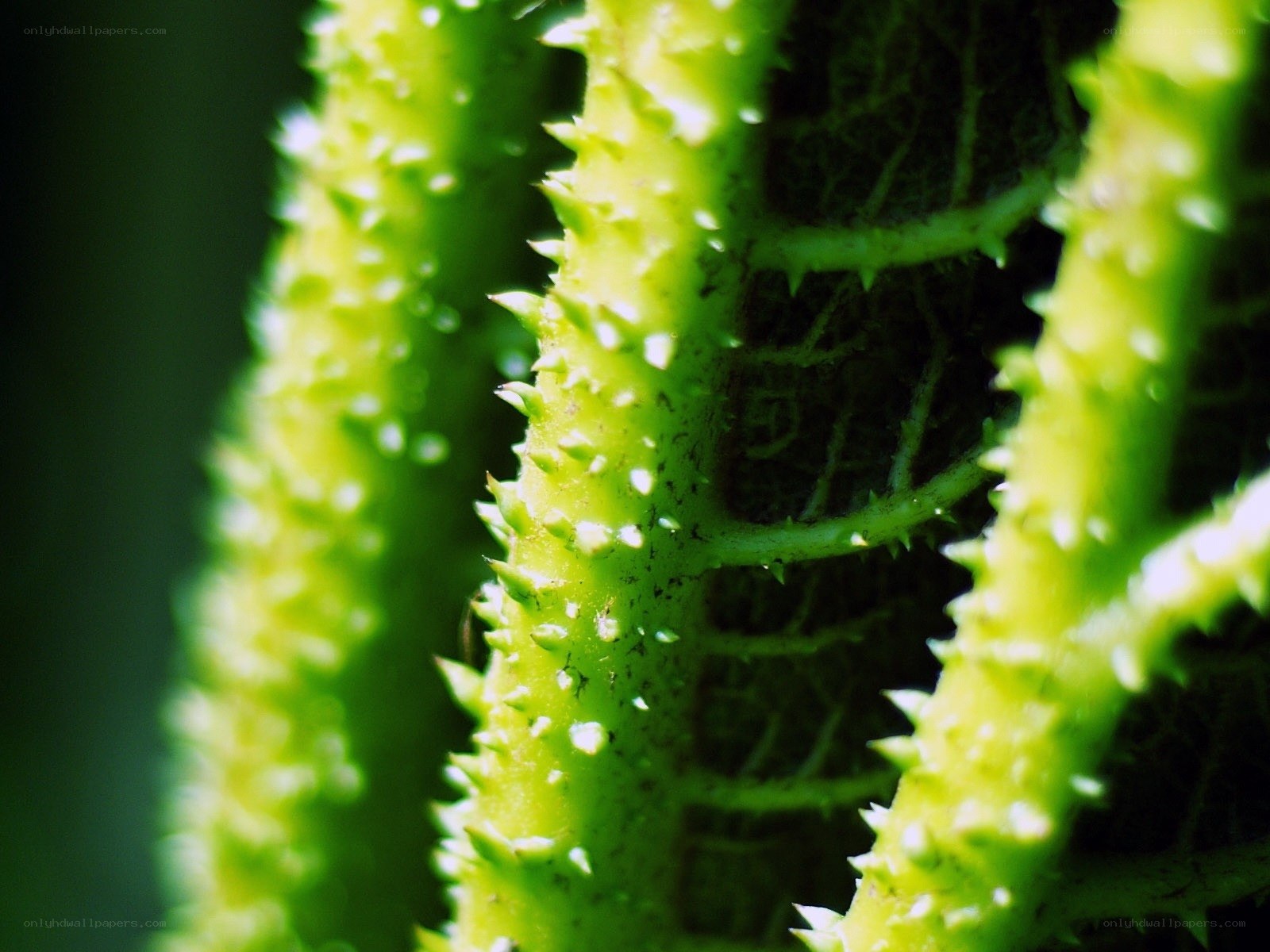 Close-up of spiky green plant