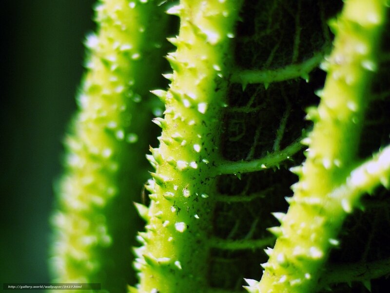 Close-up of spiky green plant