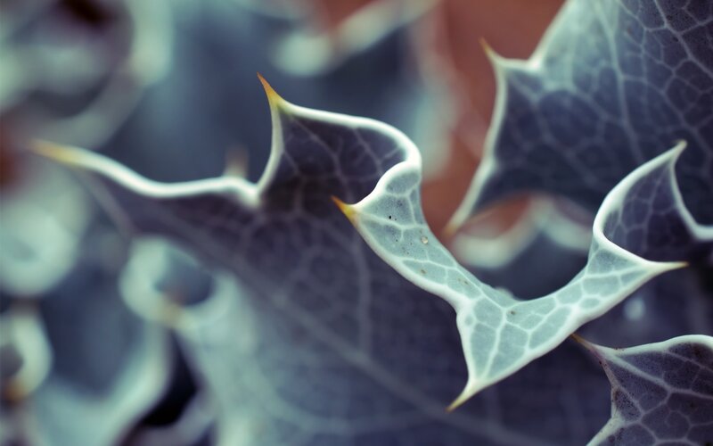 Close-up of Spiky Leaves
