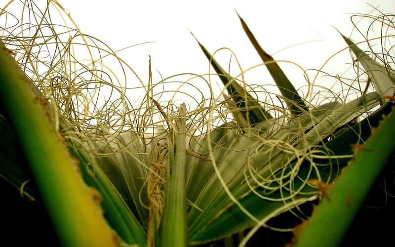 close-up of spiky plant fibers