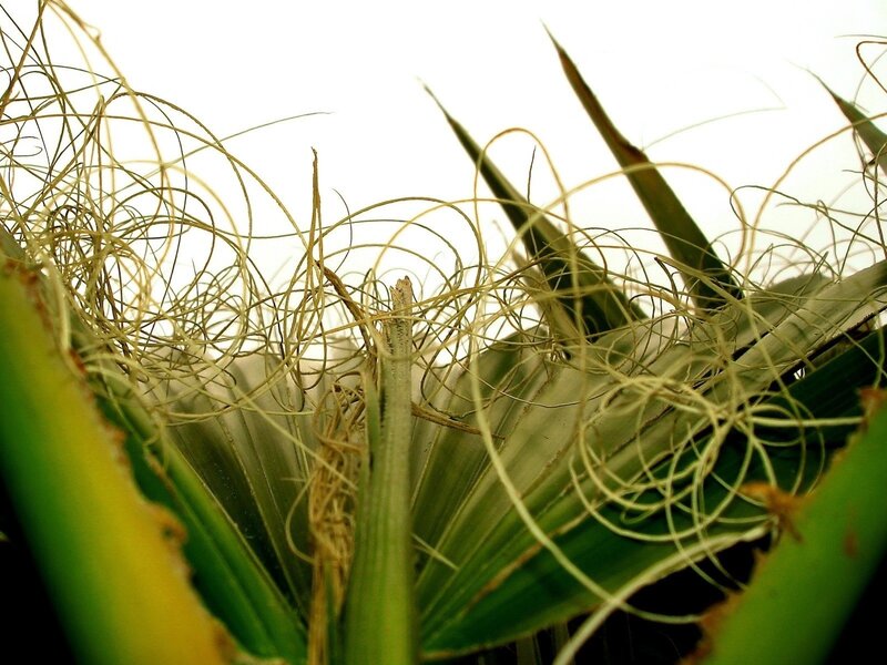 Close-up of spiky plant fibers